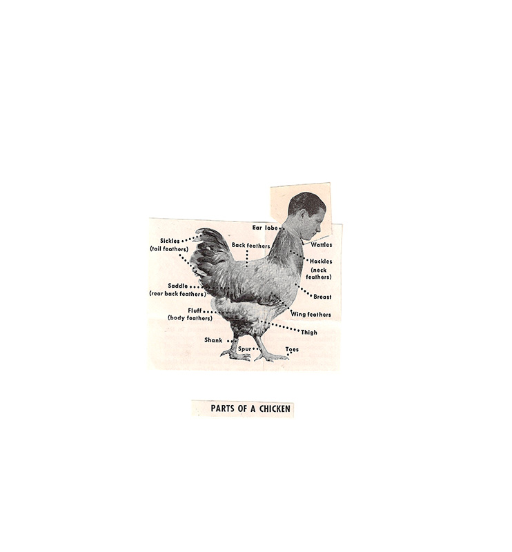 parts of a chicken
